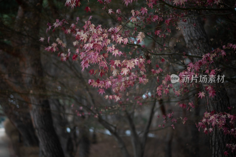 枫叶林秋冬景象，红叶满枝