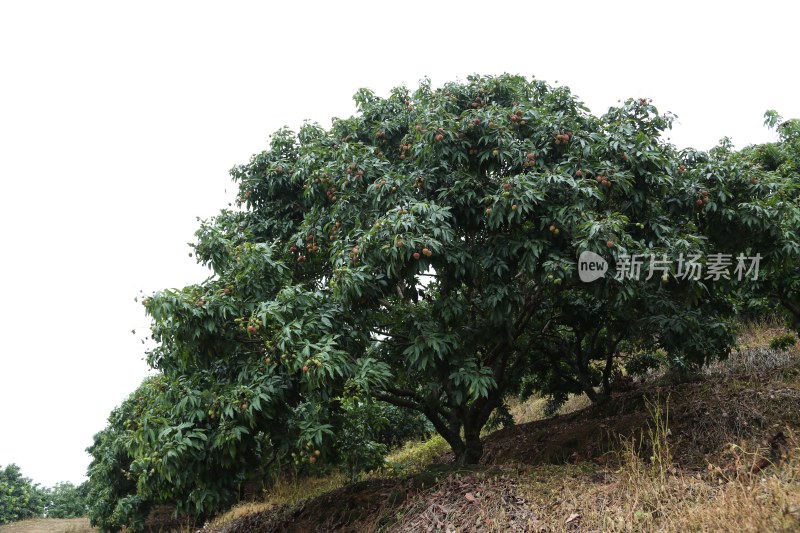 荔枝园里的荔枝树