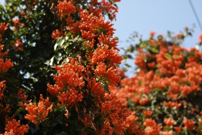 鲜艳炮仗花特写