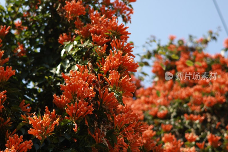 鲜艳炮仗花特写