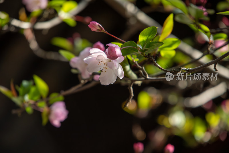 春天枝头绽放的粉红色海棠花