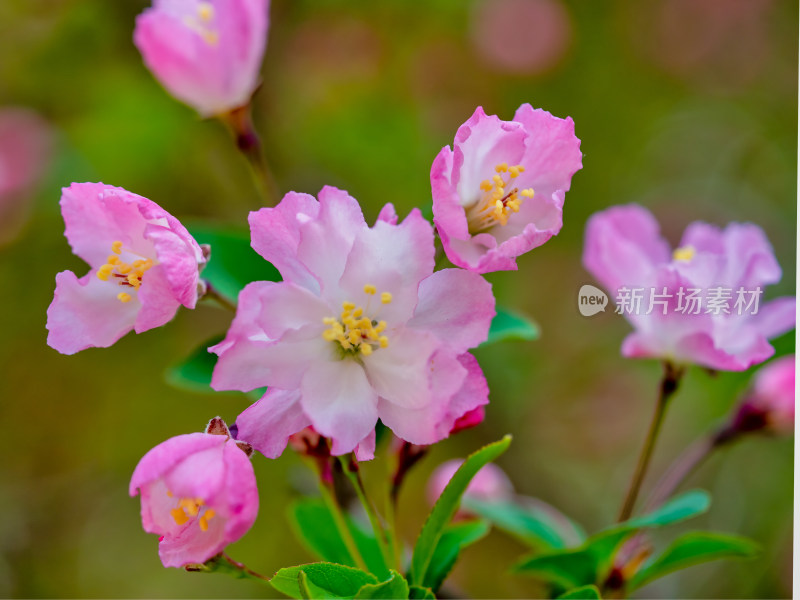 春天里的海棠花