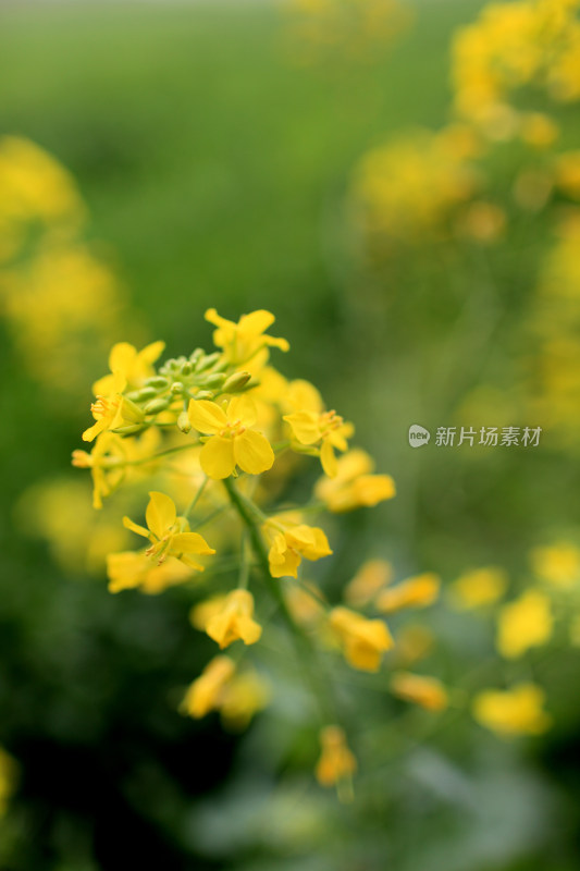 盛开的花朵