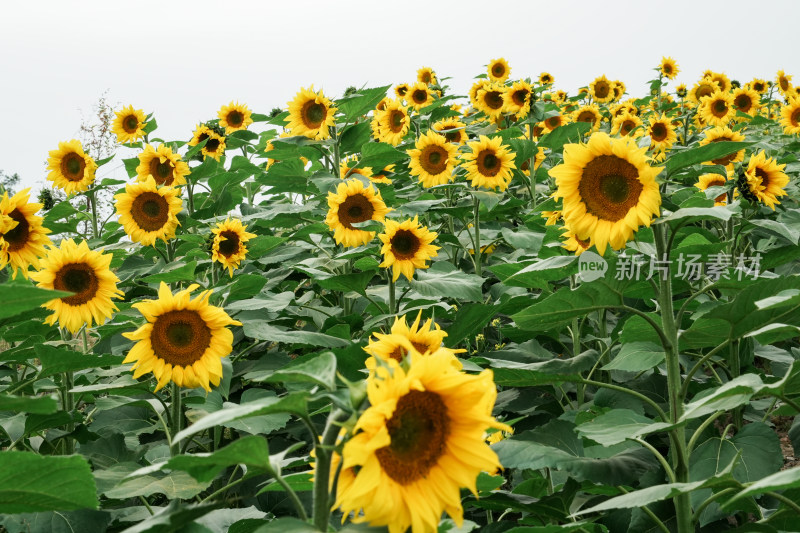 北京温榆河公园向日葵花田