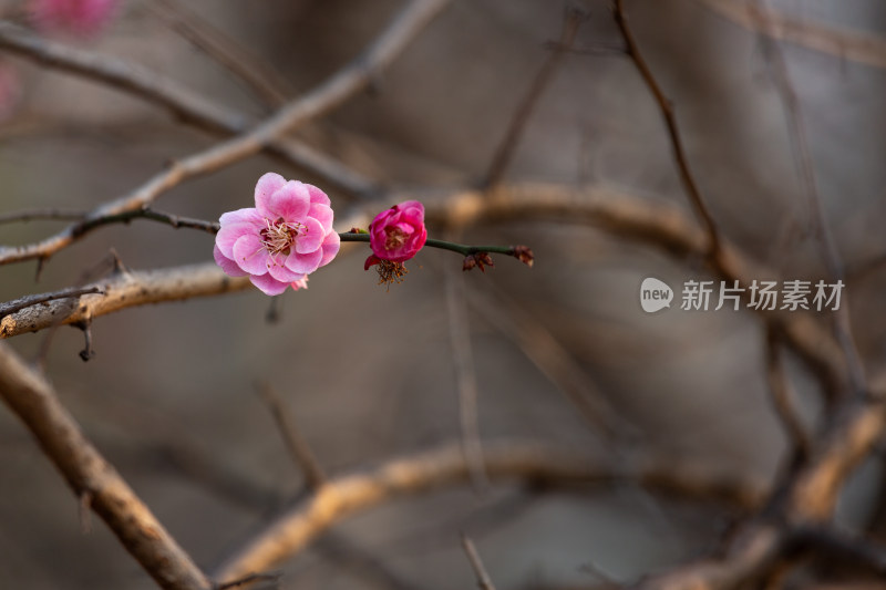 杭州钱塘江畔粉色梅花枝特写