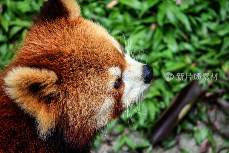 小熊猫侧面特写