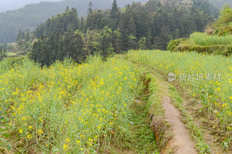 婺源梯田油菜花