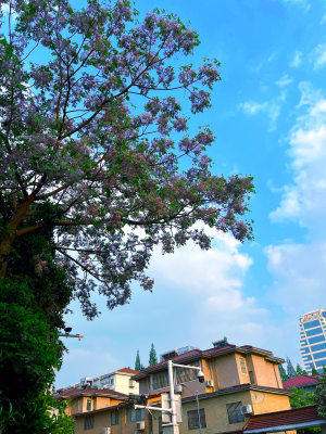 城市街头的紫色花树