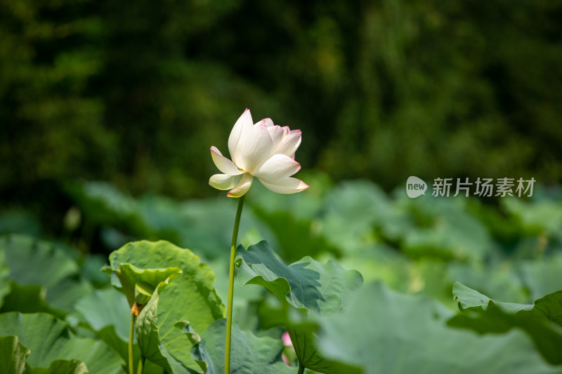 一朵荷花亭亭玉立