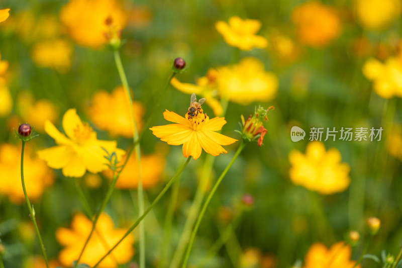 金黄的波斯菊花海