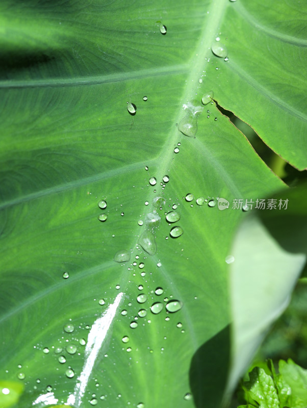 春天绿色的树叶叶子和上面的雨滴水滴露水