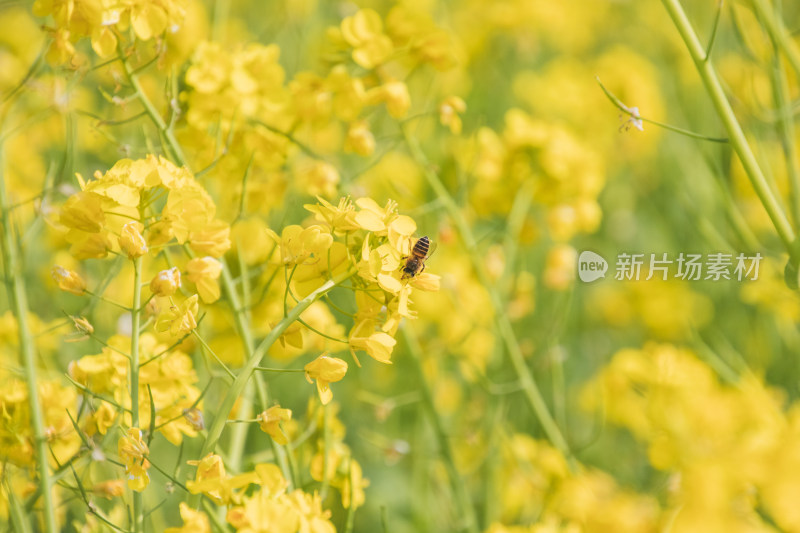 蜜蜂在黄花上授粉的特写镜头