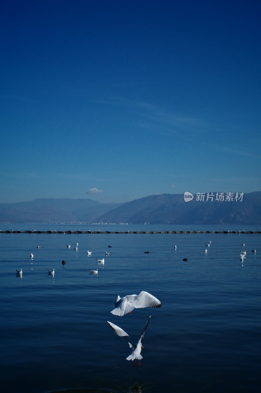 洱海上飞翔与浮游的西伯利亚海鸥