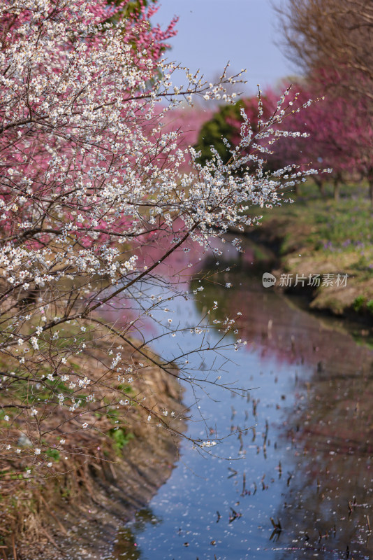 花开海上梅花节