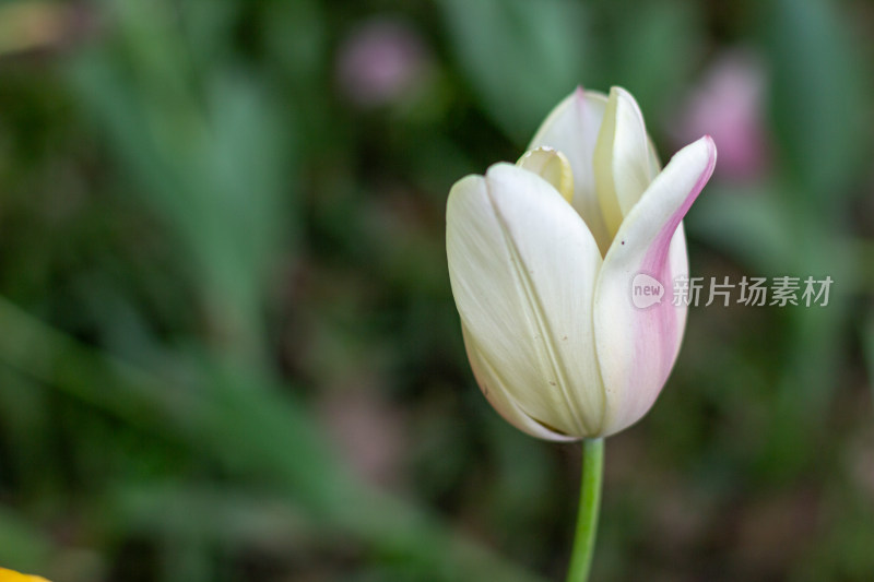 杭州太子湾多彩郁金香花海景观