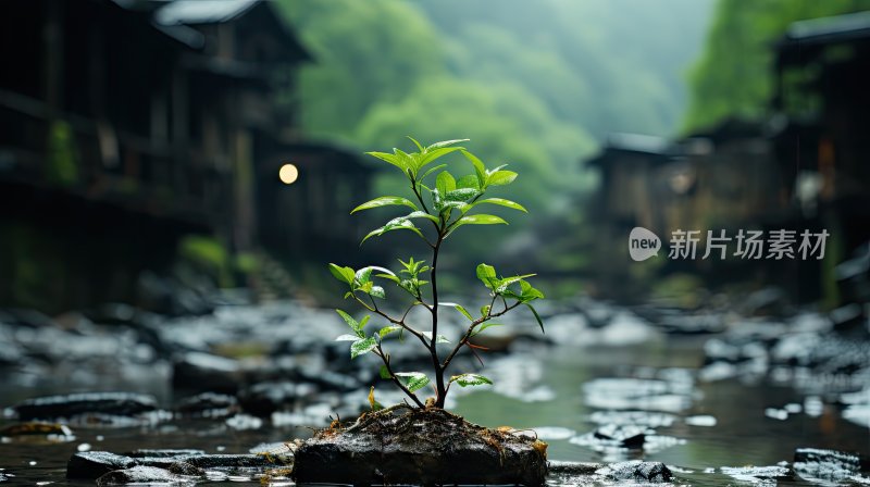 灵感图片，初生的树苗与嫩芽