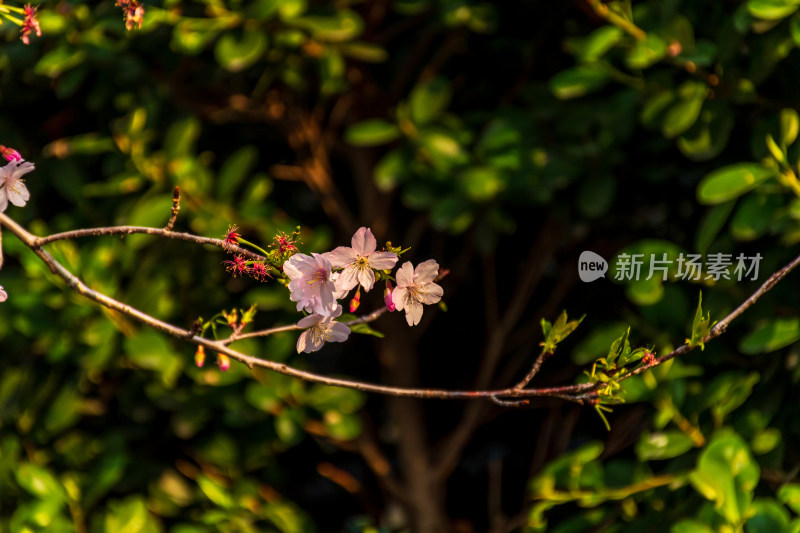 枝头上盛开的粉嫩樱花特写