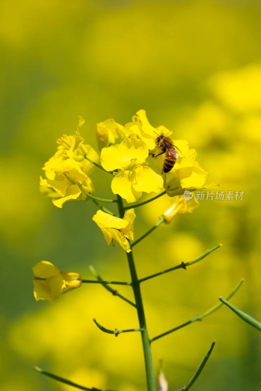 蜜蜂与油菜花