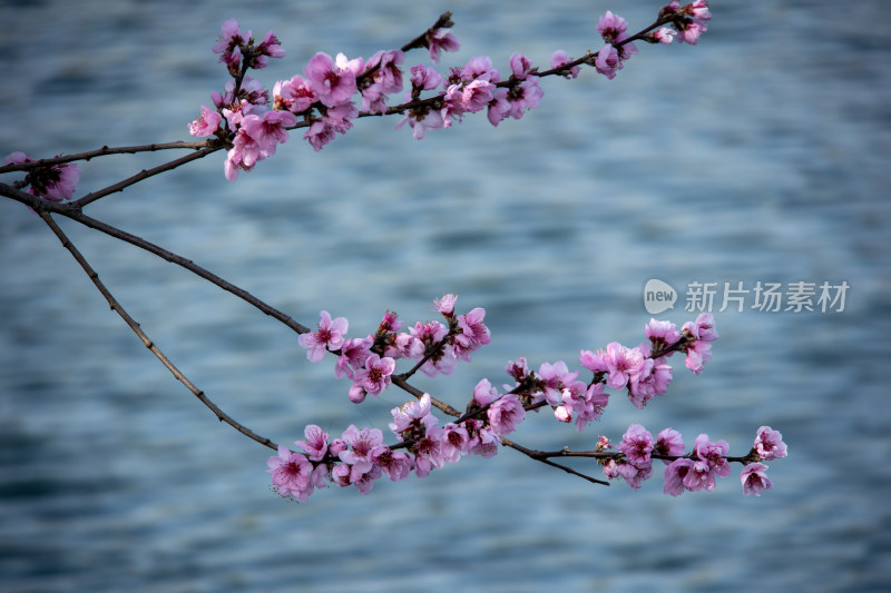 春天湖边蓝色湖面上绽放的粉红色桃花