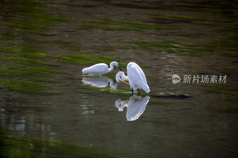 北京清河白鹭戏水