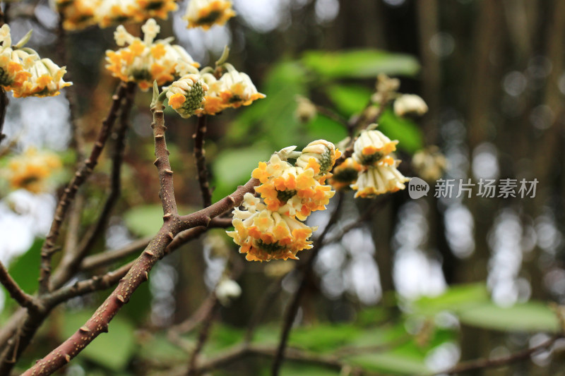 金黄色的结香花盛开