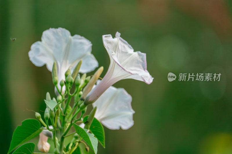 白色开花植物牵牛花