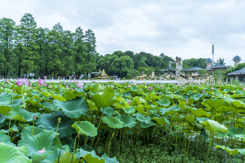 武汉东湖磨山景区盆景园