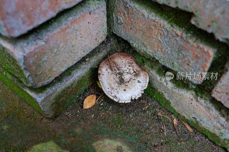 红砖墙角的蘑菇蜘蛛网