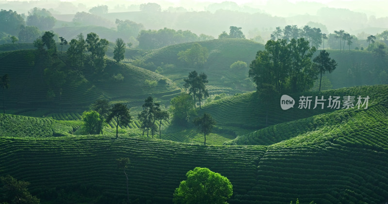 茶园茶山美丽乡村