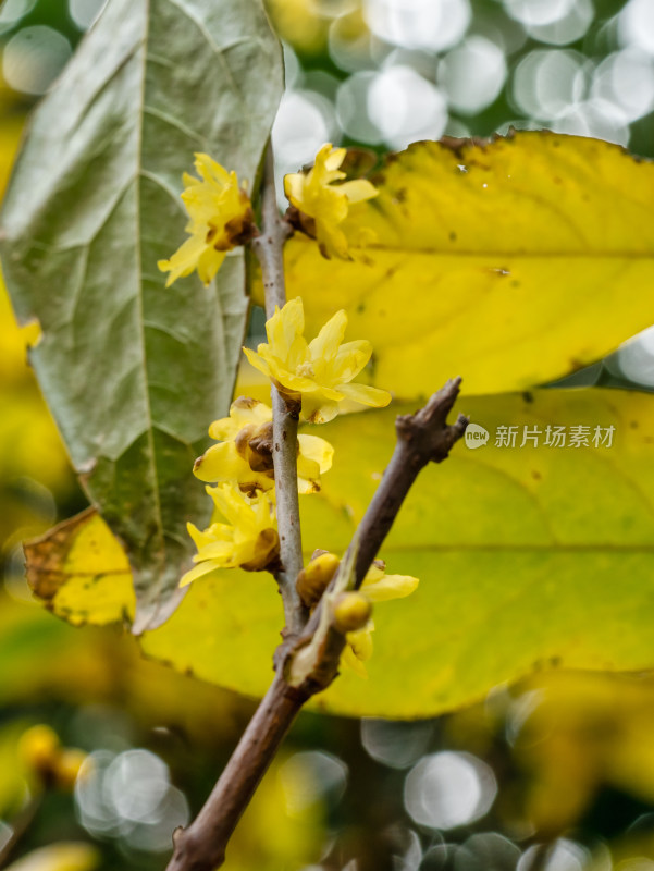 腊梅开花特写