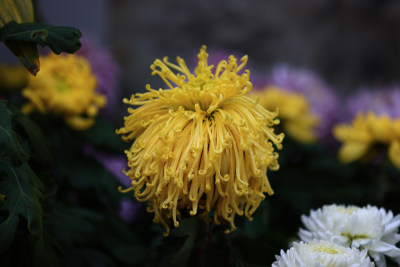 杭州植物园菊花展盛开的黄色菊花特写