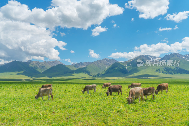 中国新疆伊犁那拉提草原自然风景