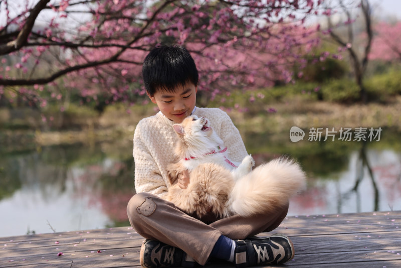 小男孩与宠物猫在梅花树下互动的温馨场景