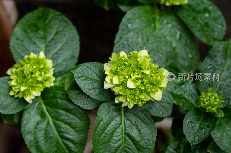 带水珠的绿色绣球花特写