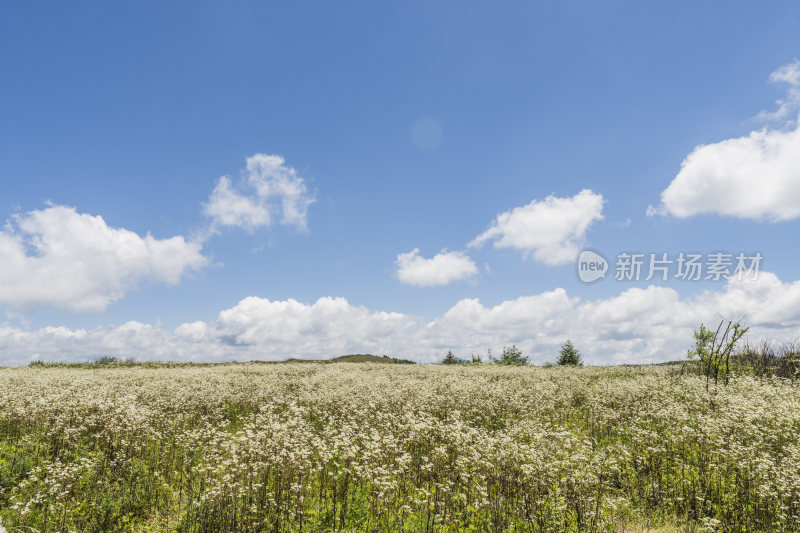 蓝天白云下的大片白色野花草地