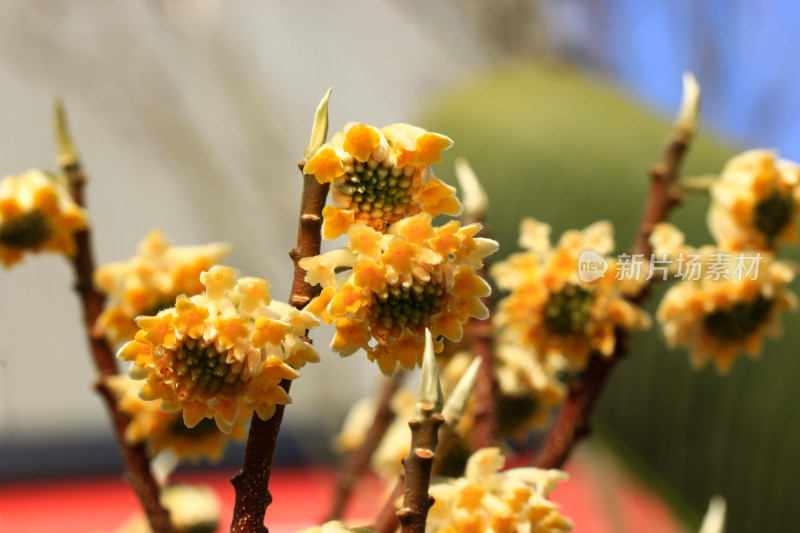 金黄的结香花花朵盛开