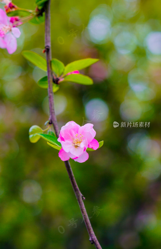 鲜花花朵花卉花树