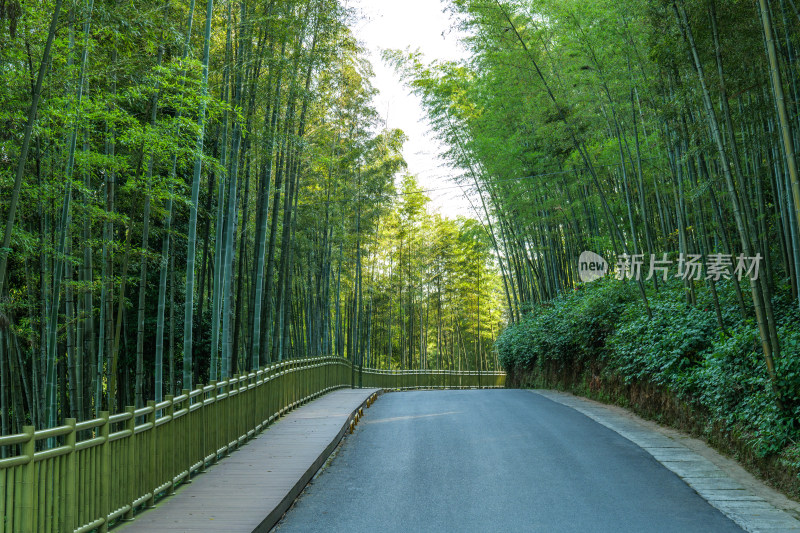 四川宜宾蜀南竹海