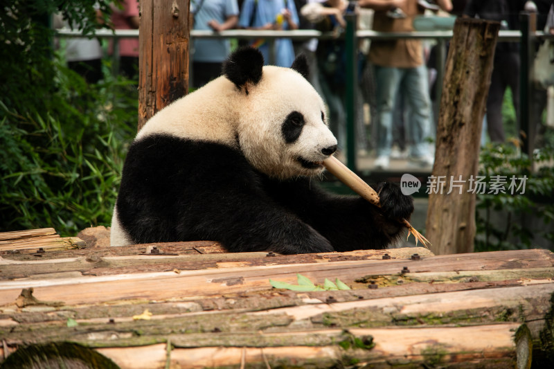 南京红山动物园憨态可掬的大熊猫吃竹子