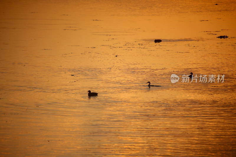 夕阳下水面上的鸟群晚霞