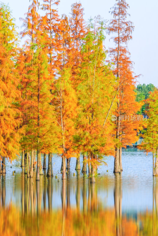 成都白鹭湾湿地公园水杉秋景