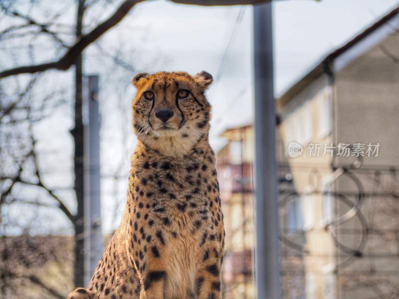 野生动物豹子猎豹猎食动物