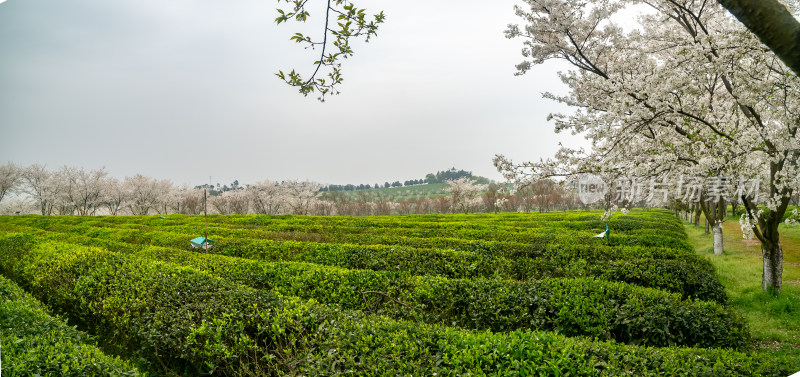 茶园茶山