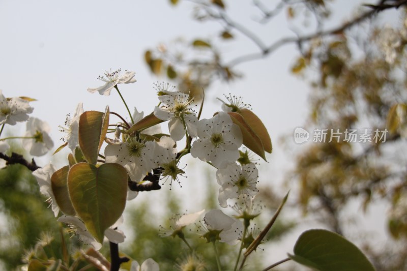 鲜花梨花盛开