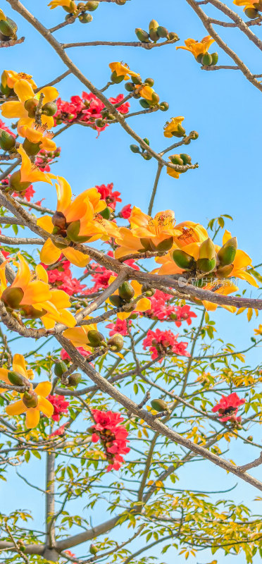 佛山禅城澜石地铁站盛开的木棉花