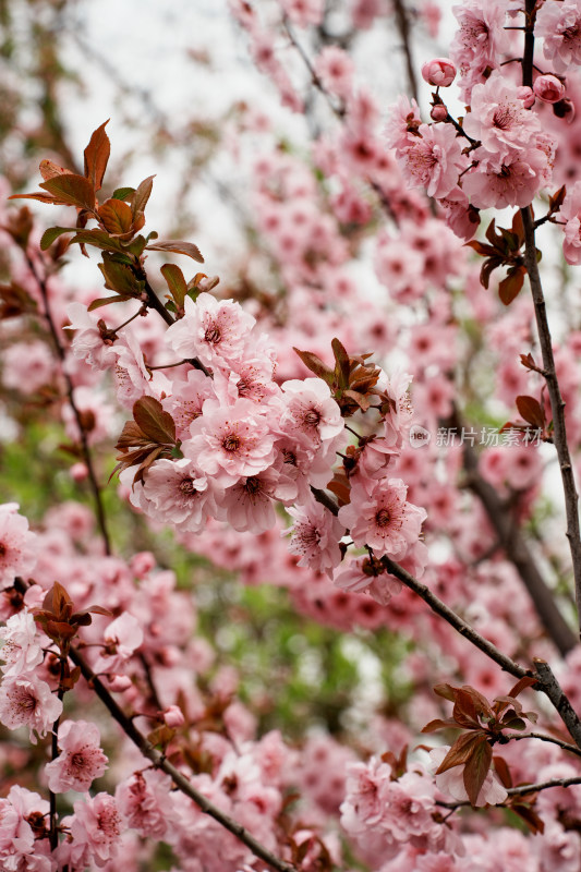 北京元大都公园桃花树桃花