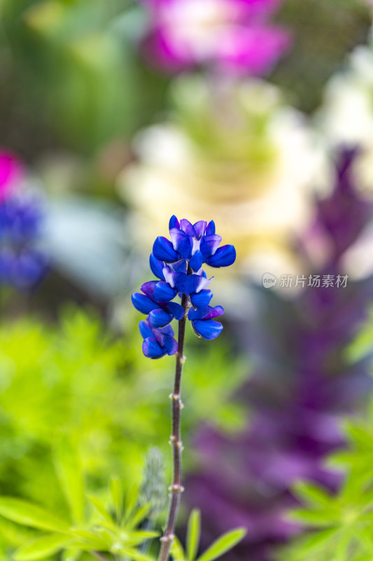 春天盛开的花朵