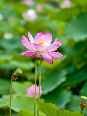 盛夏的荷花