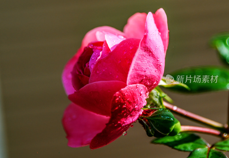 重庆酉阳：露珠与红花