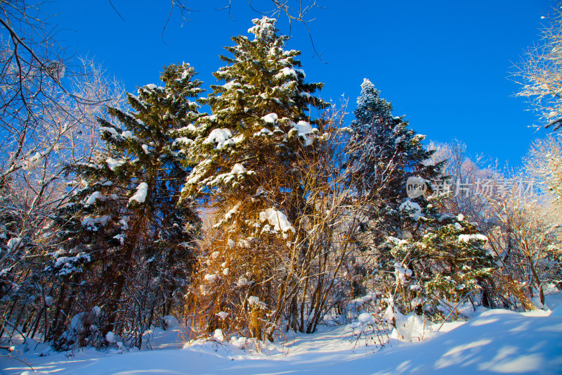 黑龙江 双峰林场 雪乡